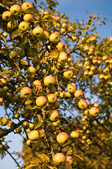 Image showing Abundant harvest of apples