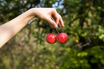 Image showing Hand with apples