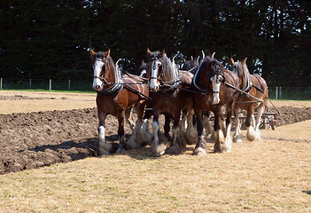 Image showing Six Horse Clydesdale Team Ploughing