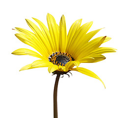 Image showing Yellow Daisy 