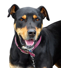 Image showing New Zealand Huntaway Dog