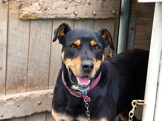 Image showing New Zealand Huntaway Dog