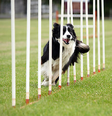 Image showing Border Collie Weaving