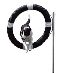 Image showing Agility Dog through Hoop