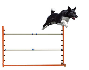 Image showing Agility Dog