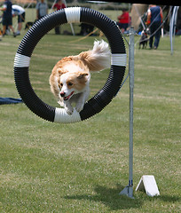 Image showing Red Border Collie Jumping