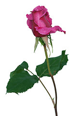 Image showing The Rose Shocking Blue