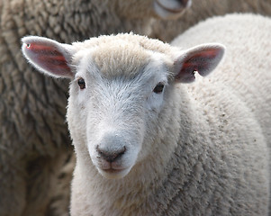 Image showing Weaned Lamb