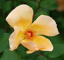 Image showing Rosa odorata Mutabilis   