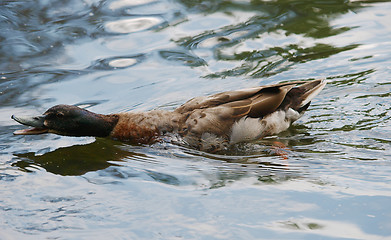 Image showing Angry Duck