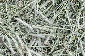 Image showing Grayish hay
