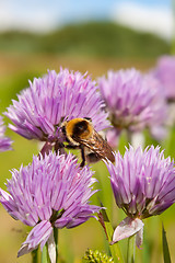 Image showing Bumblebee on a purple Flower 1