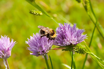 Image showing Bumblebee on a purple Flower 2