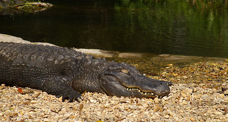 Image showing Sleeping Gator