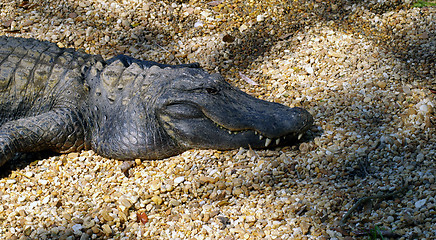 Image showing Alligator