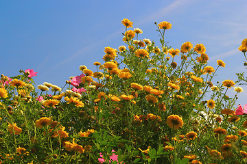 Image showing wildflowers