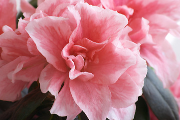 Image showing Azalea flower