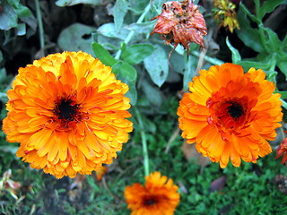 Image showing Twin orange beauties