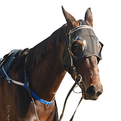 Image showing Bay Racehorse