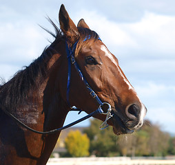 Image showing Ready to Run