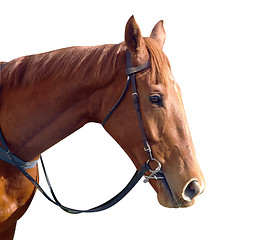 Image showing Chestnut Racehorse