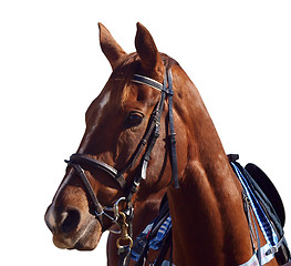 Image showing Chestnut Racehorse