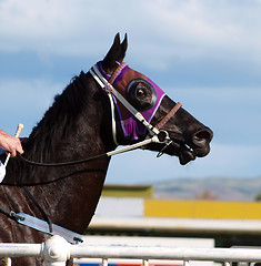 Image showing In the Jockey's Hands