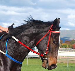 Image showing Bay Thoroughbred