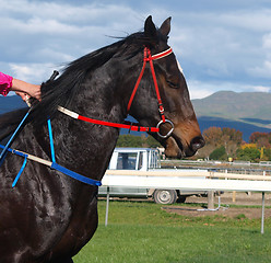 Image showing Racing Red