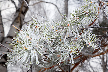 Image showing Hoarfrost