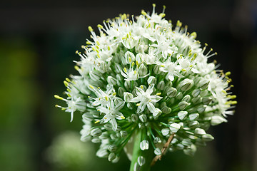 Image showing Flowering onion.