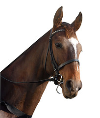 Image showing Racehorse Portrait