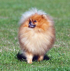 Image showing Pomeranian