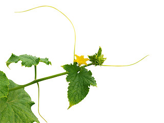 Image showing Pumkin Flower on Vine 