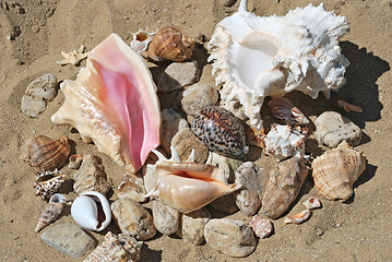 Image showing shells