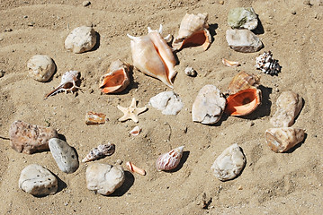 Image showing shells