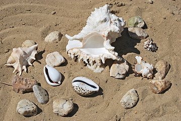 Image showing shells