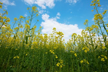 Image showing Rapeseed