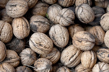 Image showing Walnuts