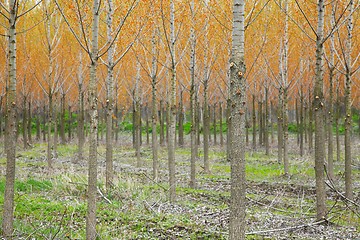 Image showing Autumn trees