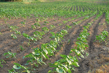 Image showing Agricuture