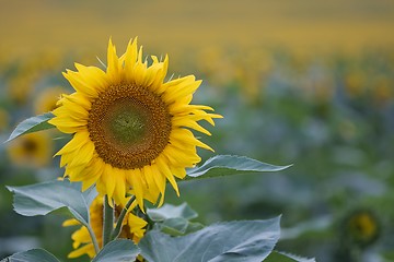 Image showing Sunflower