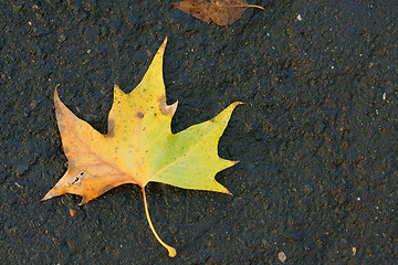 Image showing Leaf