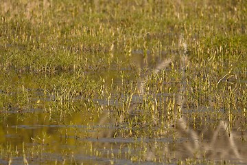 Image showing Swamp