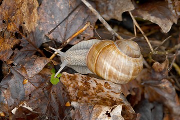 Image showing Snail