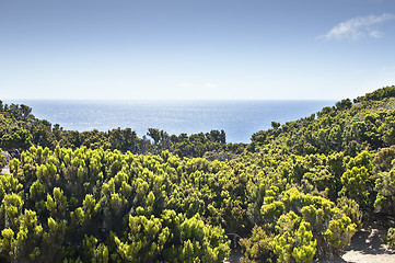 Image showing Junipers in Faial coast