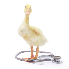 Image showing Duckling with stethoscope