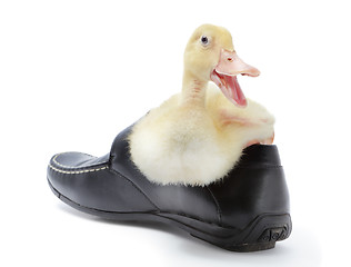 Image showing Laughing duckling in shoe