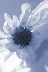 Image showing Blue Daisy