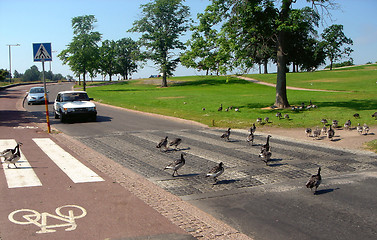 Image showing Pedestrian crossing